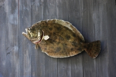 Flounder3_zpse92b039f