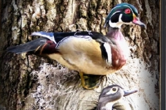 Knothole Woodies