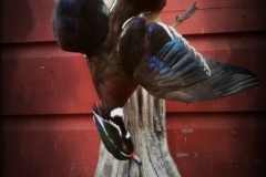 Wood Duck dead mount