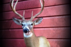 buck 1