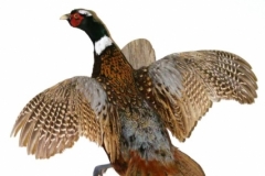 flyingpheasant