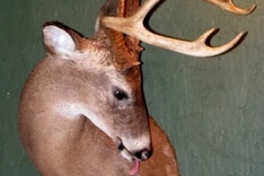 licking buck